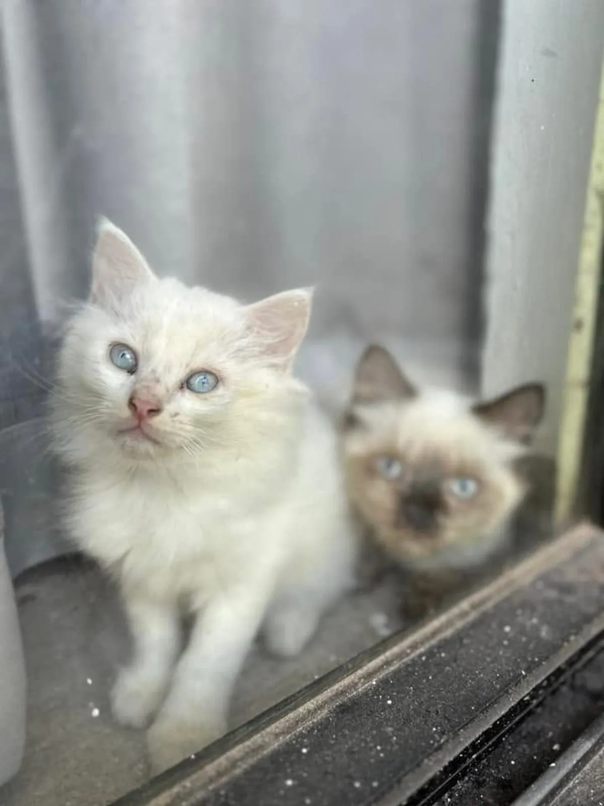 Two long-haired kittens with blue eyes at a doorway, one white and one seal-point, looking up at the camera.